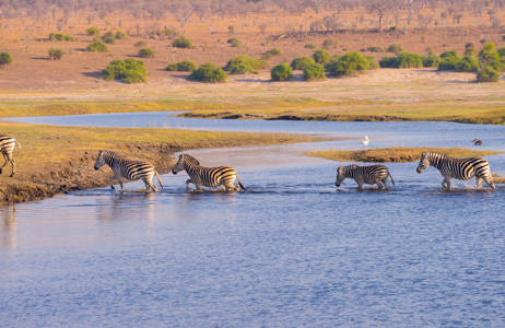 Safari i Chobe National Park