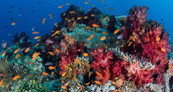 fiji-coral-reef-fish