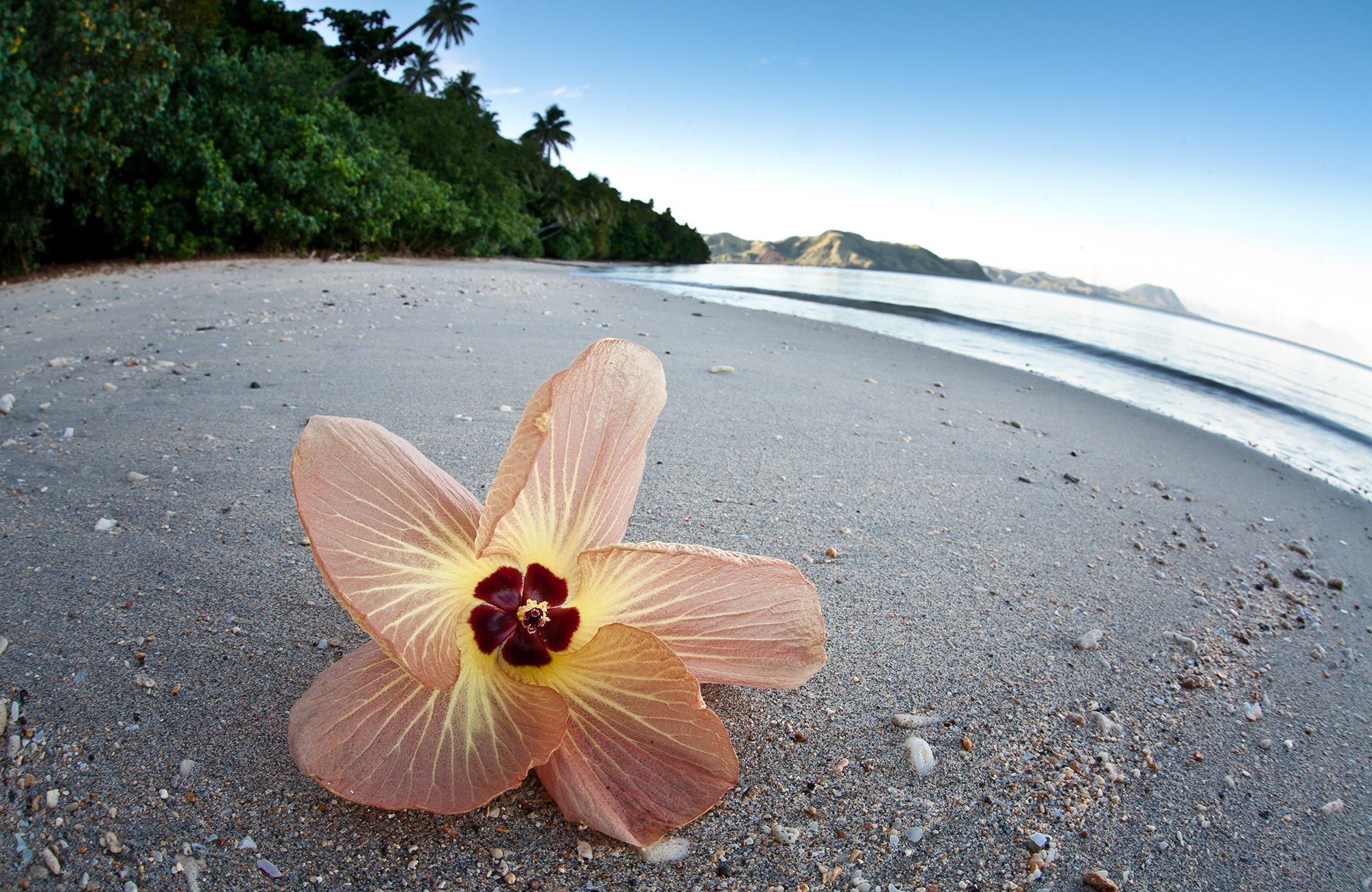 general-beach-flower