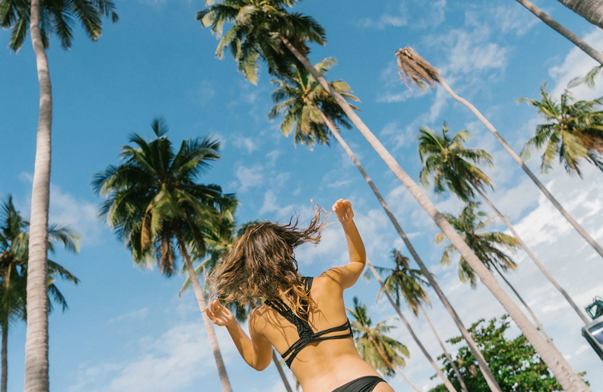 asia-palm-trees-cover