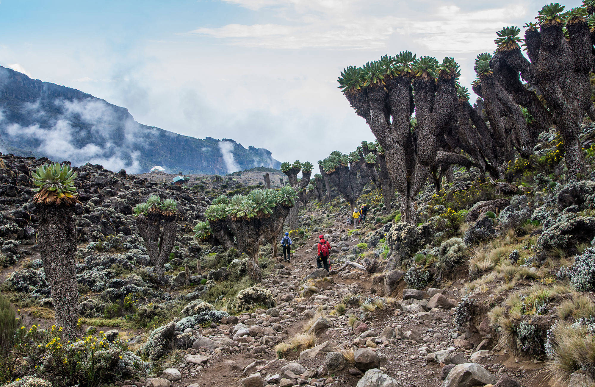 trekking-tanzania-kilimanjaro-giant-groundsels