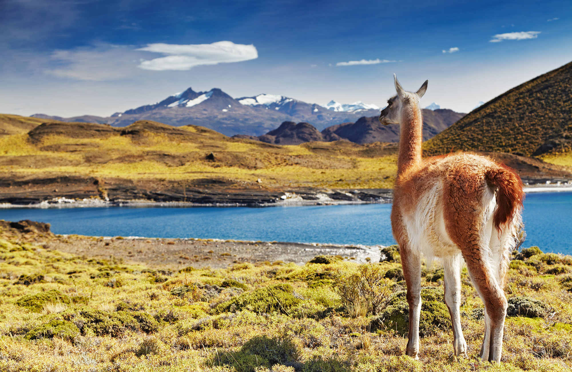 patagonia-chile-torres-del-paine-national-park-guanaco