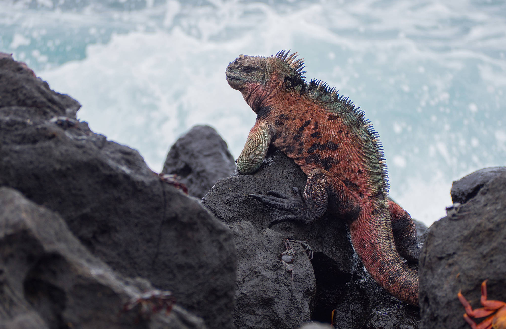iguana på klippe på galapagos