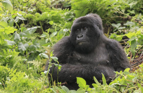 Dra på gorilla-trekking i Rwanda