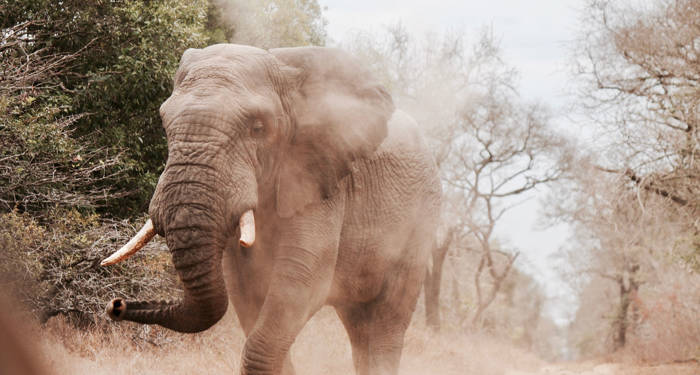 south-africa-elephant-running-dust-cover