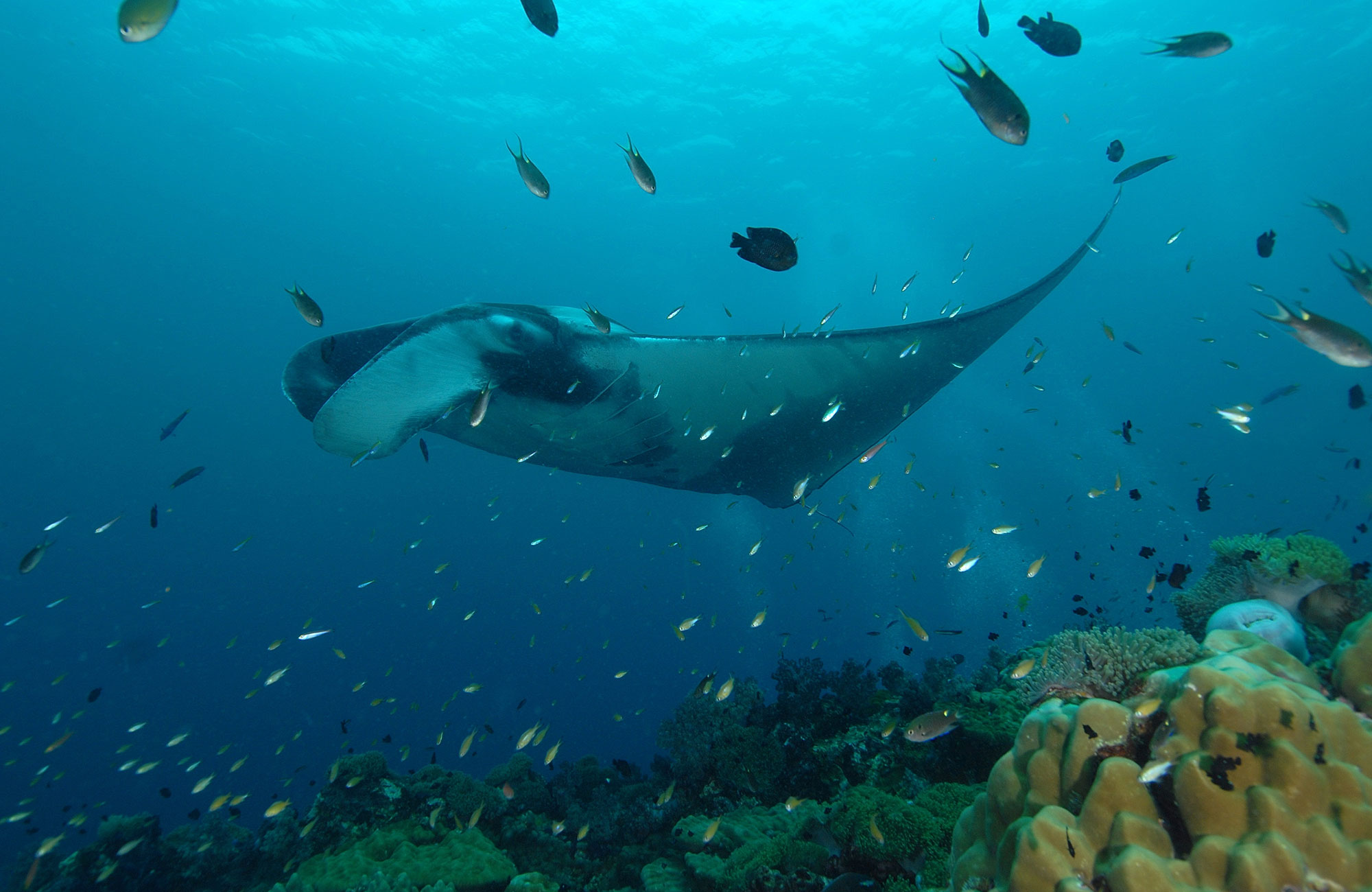 koh-lanta-thailand-coral-reef-cover