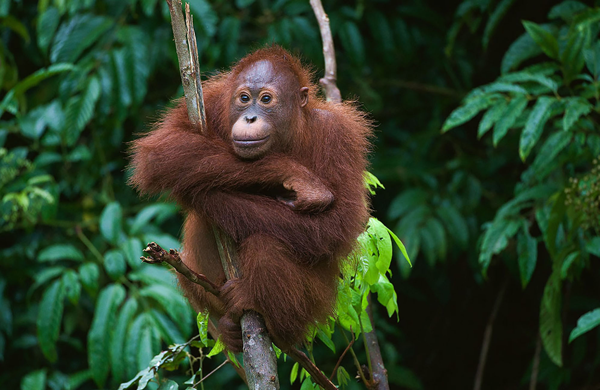 se orangutanger på reise til borneo