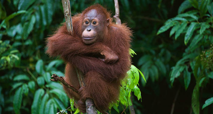 borneo-orangutang-cover