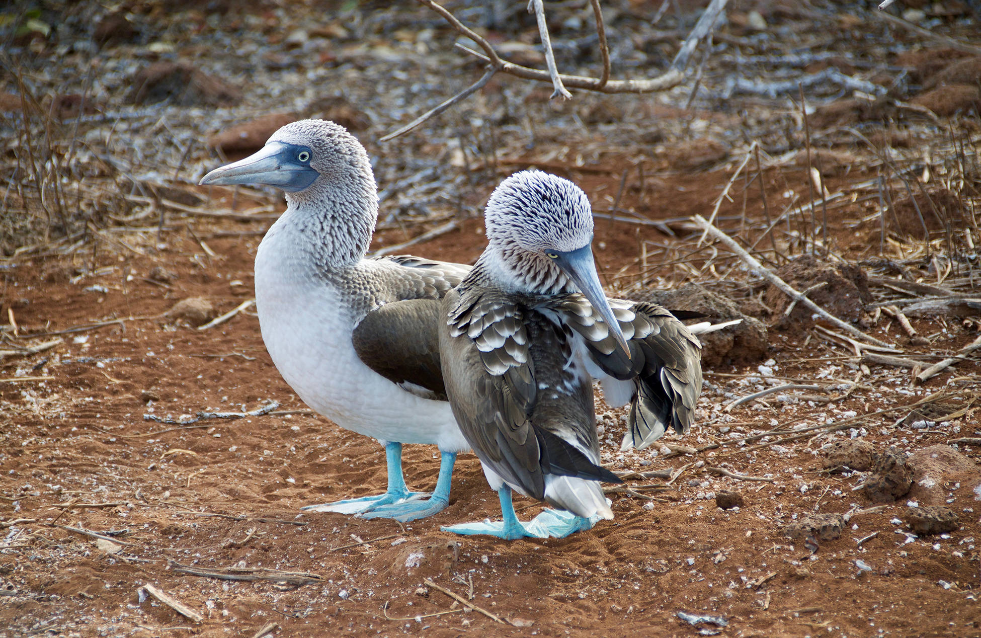 blue footed boobies på galapagos