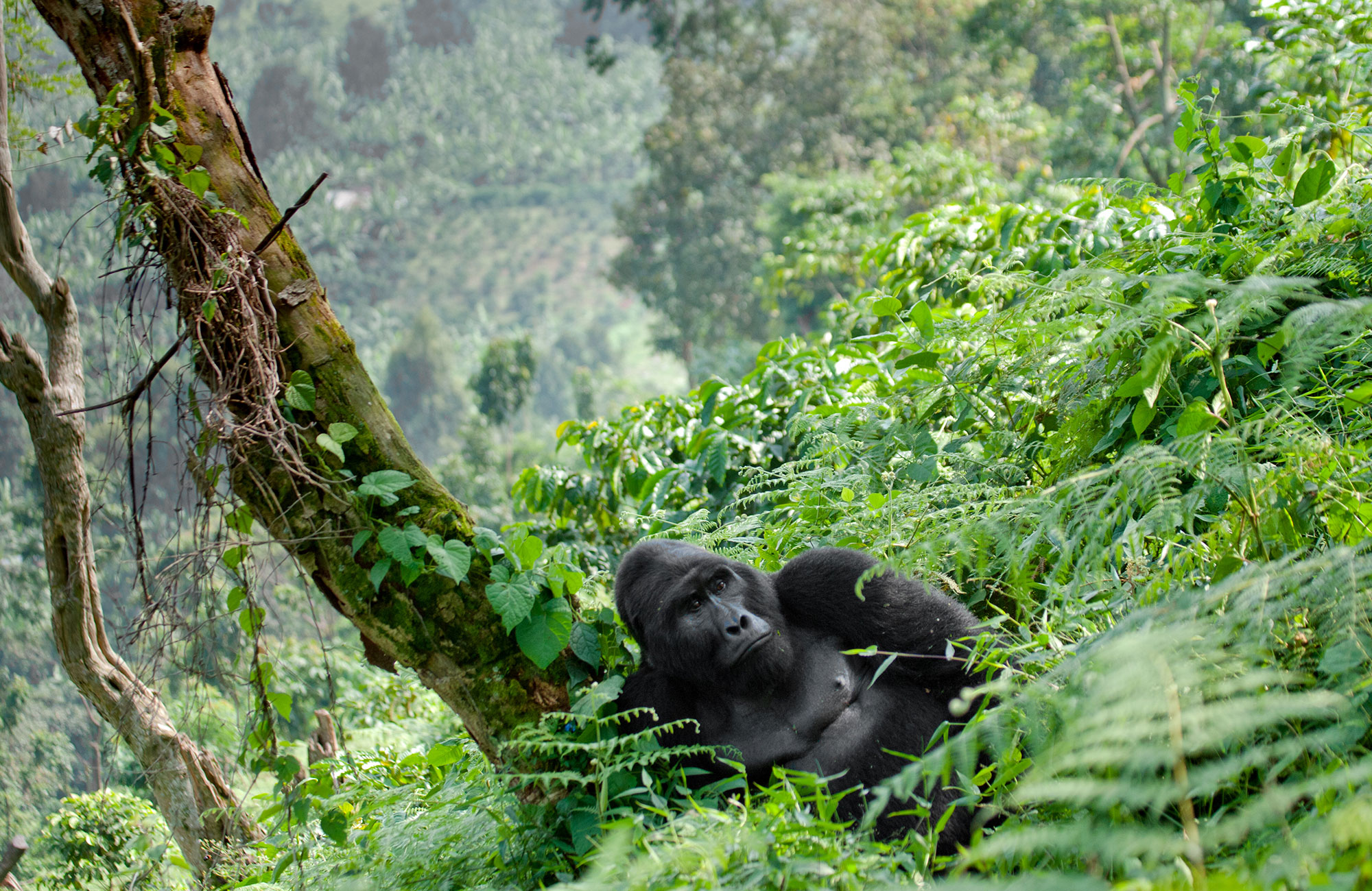 safari-uganda-mountain-gorilla-dominant-male-bwindi-impenetrable-forest-national-park