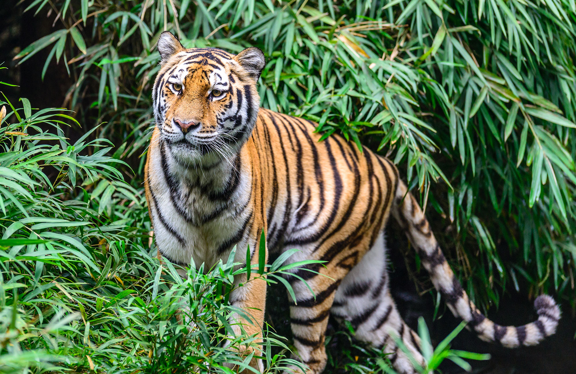 safari-india-bengali-tiger-ranthambore-national-park