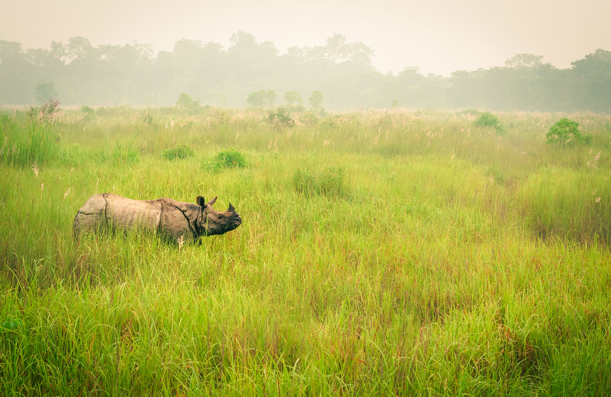 safari-nepal-one-horn-rhino-in-grass-field-chitwan-national-park