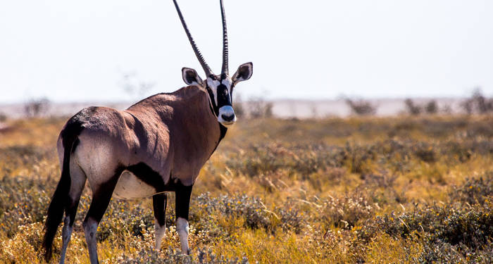 namibia-gemsbok-antelope