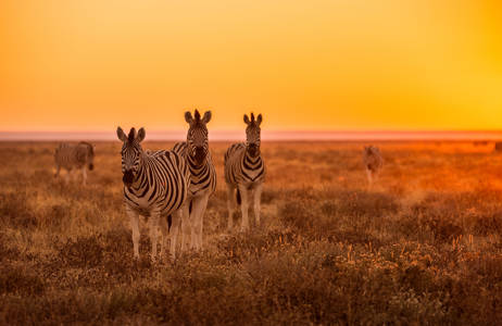 se sebra på savannen i namibia