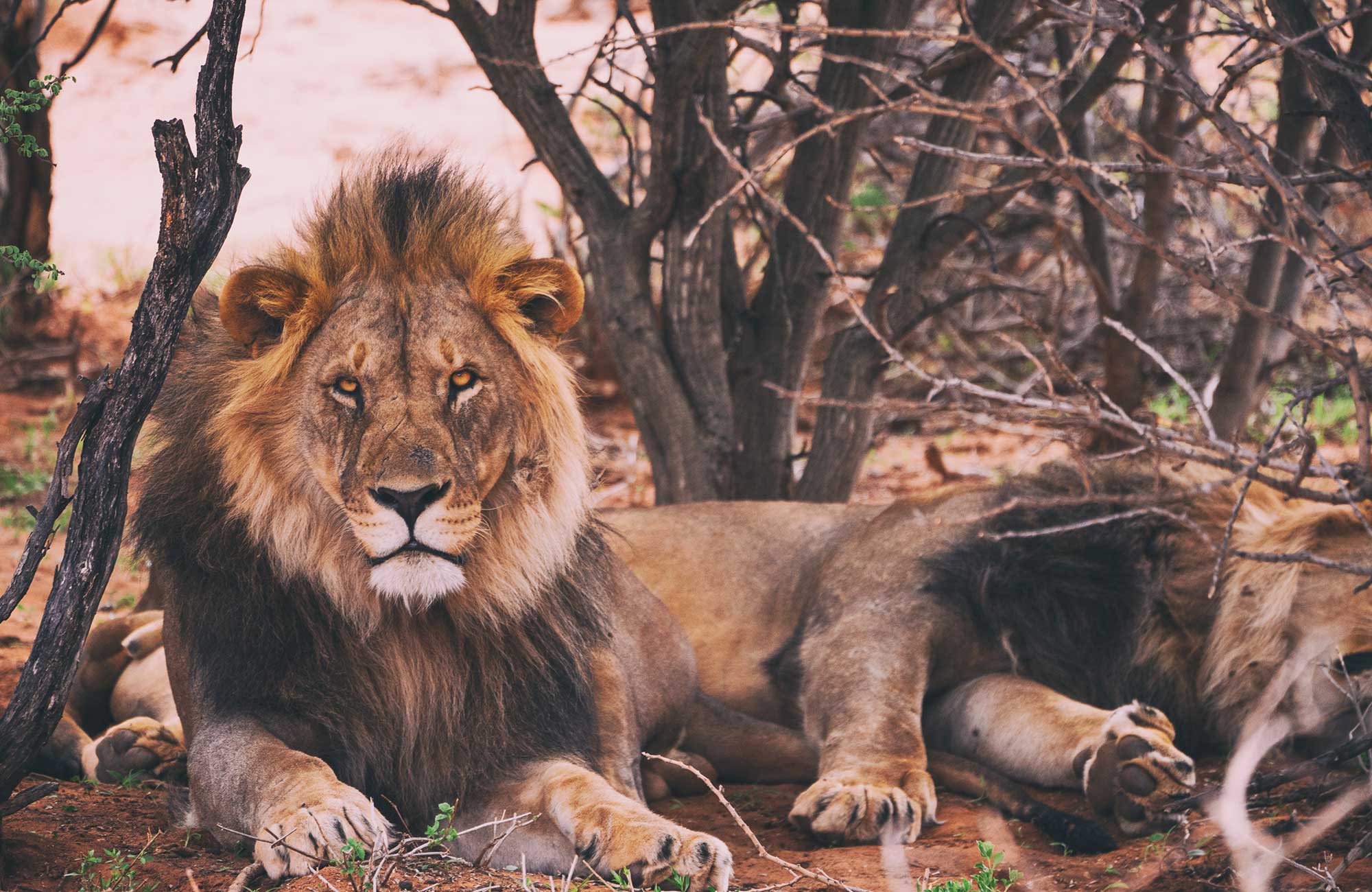 etosh-national-park-namibia-lion
