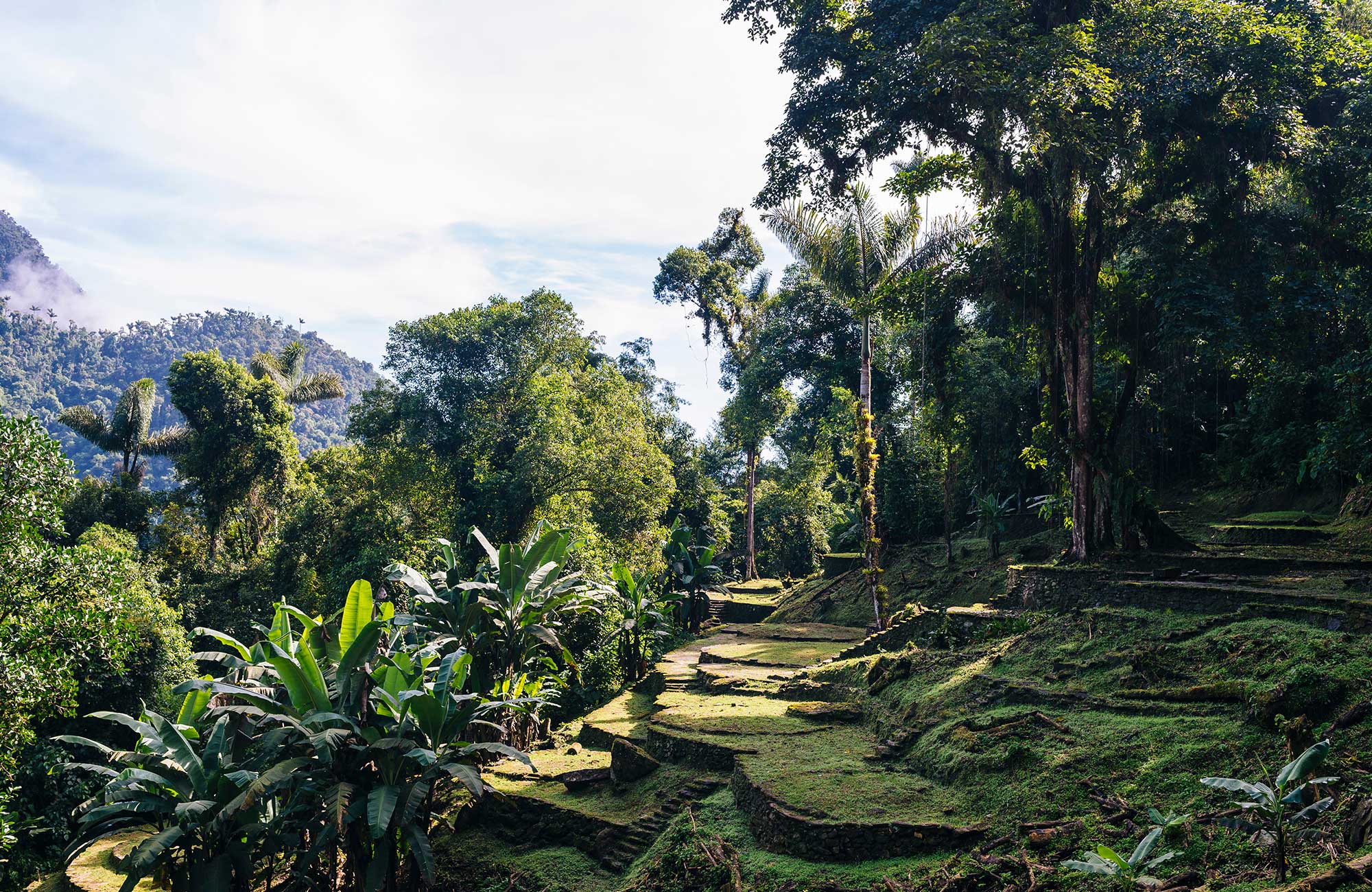 Green jungle in Colombia on the Lost City trek