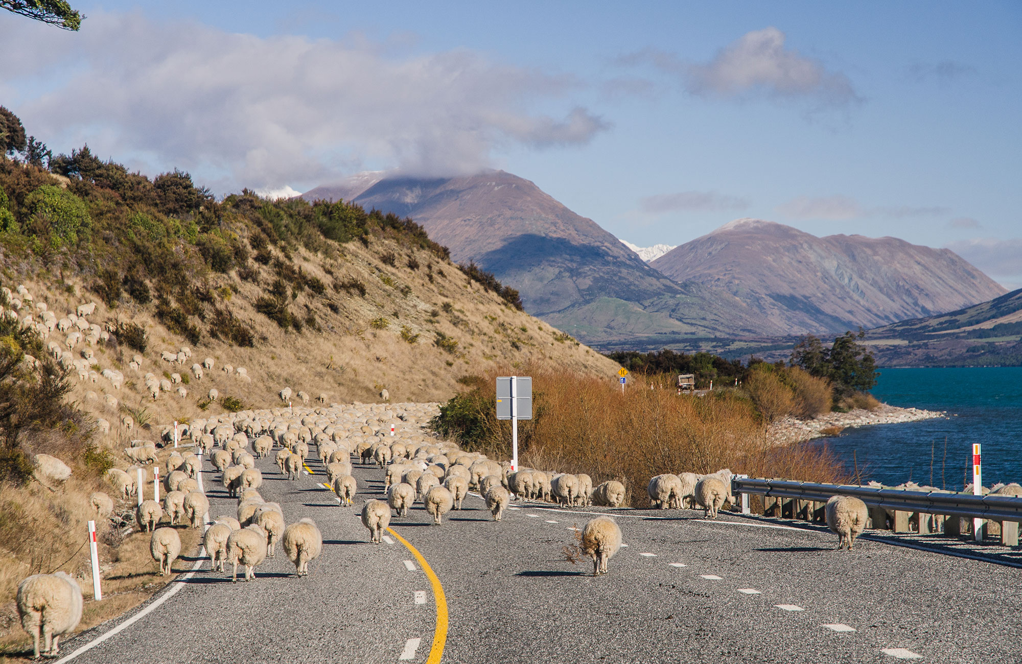 Bilvei med sauer i terreng med fjelltopper, med vann på høyre side.