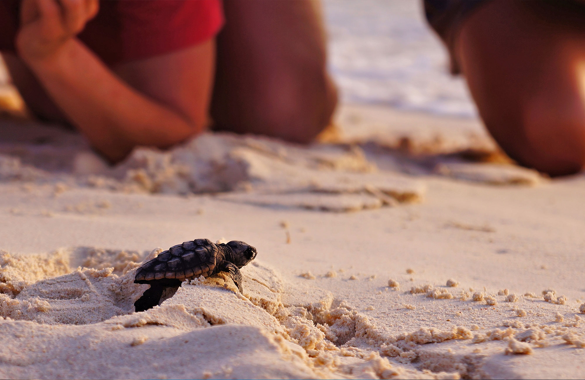 Baby Turtle Walking On Beach Cover