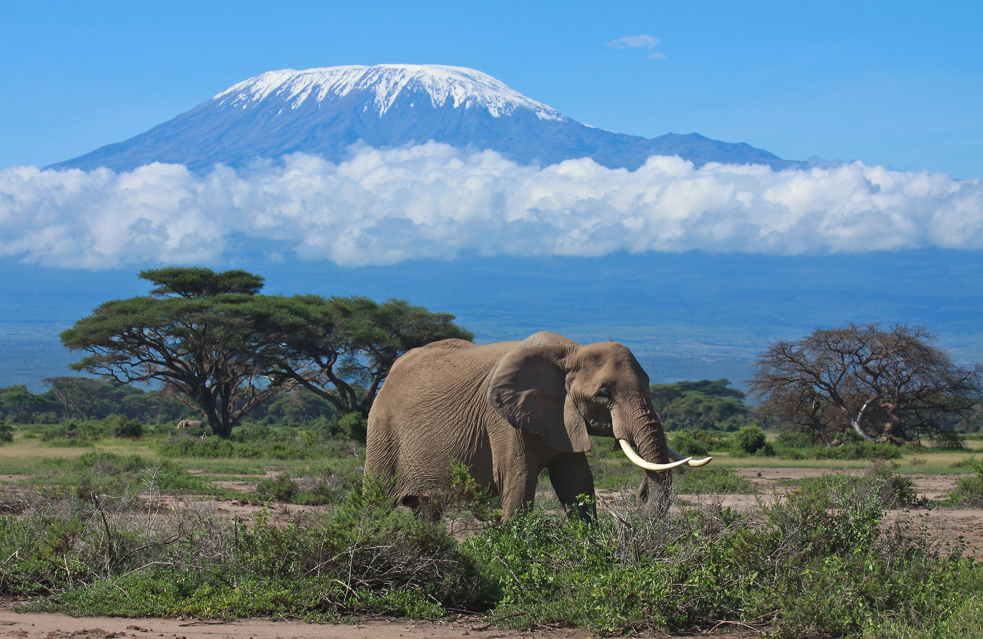 Mt Kilimanjaro med en elefant i forgrunnen. Foto. 