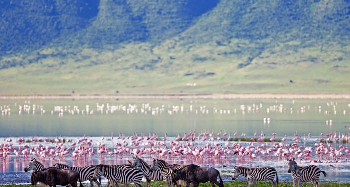 Dyrelivet ved Ngorongoro krateret