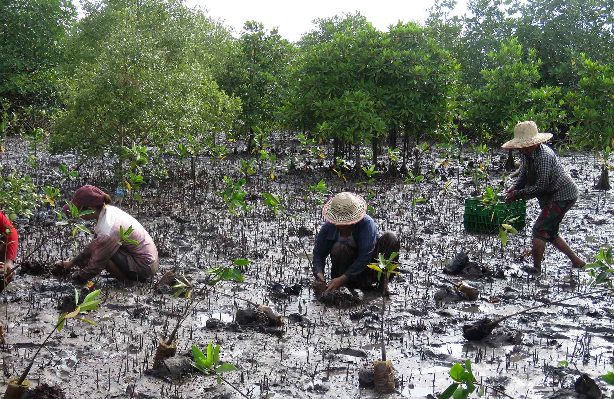 locals planting new mangroves in myanmar