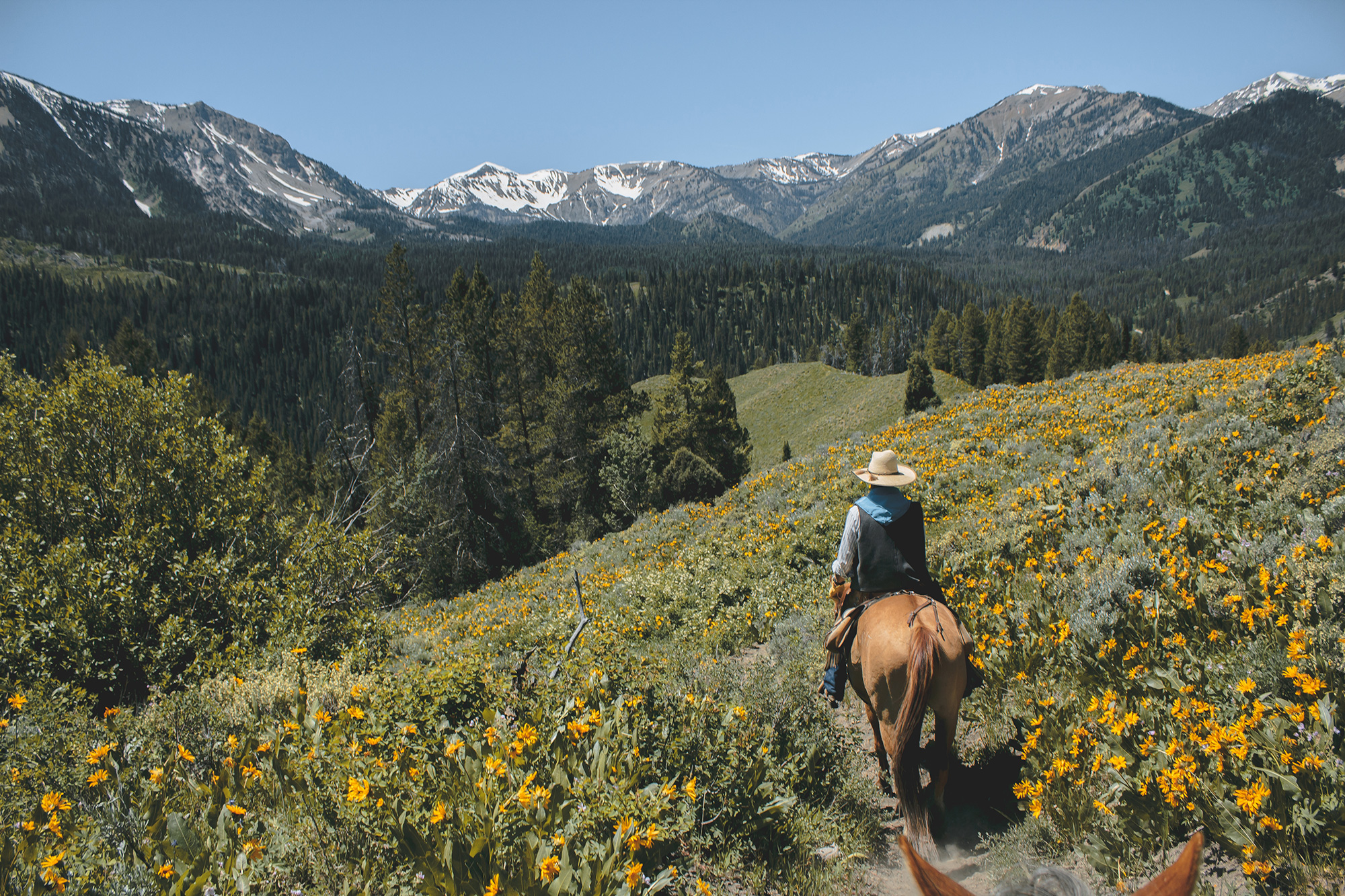 Yellowstone Horseback Riding