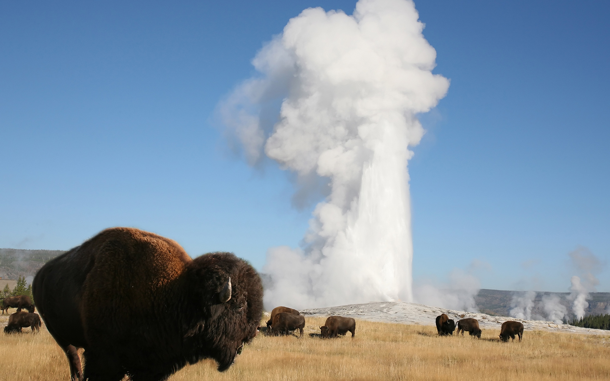 Yellowstone Bison (2)