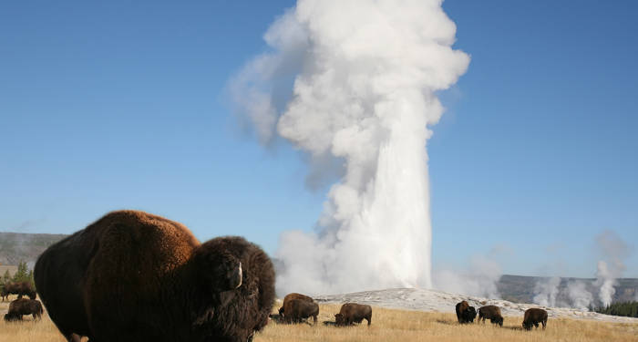 Yellowstone Bison (2)