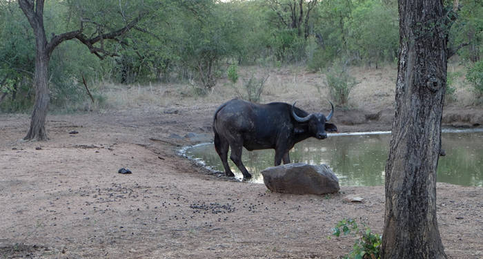 South Africa Volunteering Endangered Species Programme Buffalo