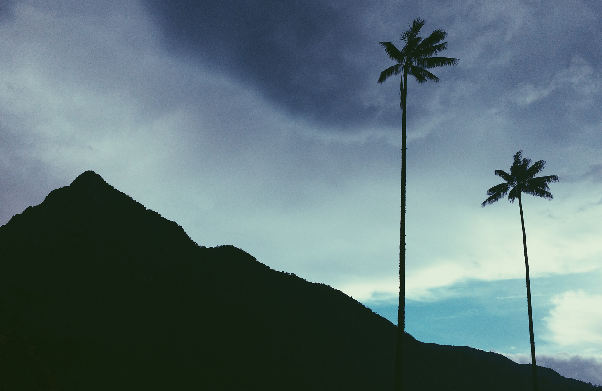 colombia-palmtrees-valle-del-cocora-cover