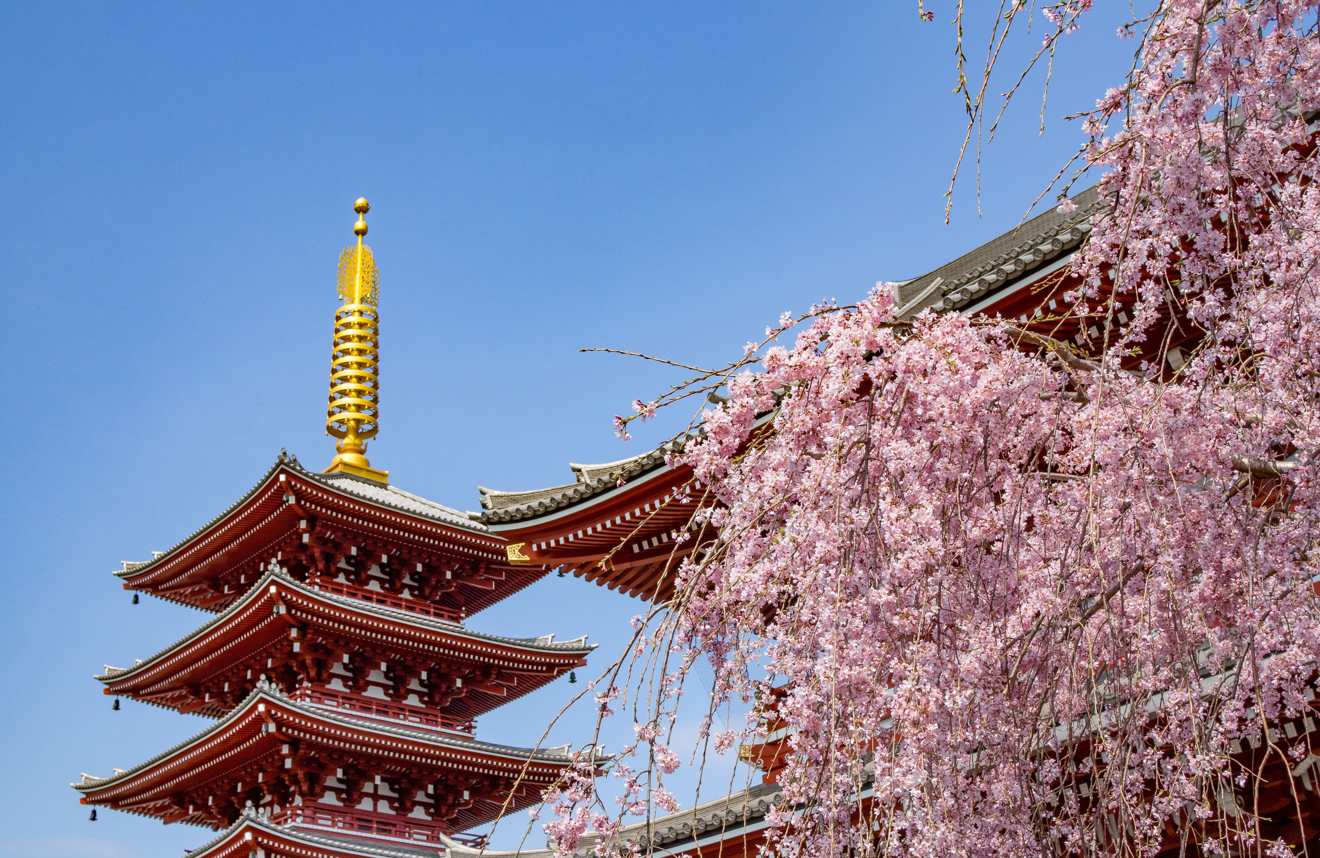 Cherry Blossom With A Japanese Temple 1