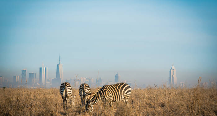 Nairobi Zebras Grazing
