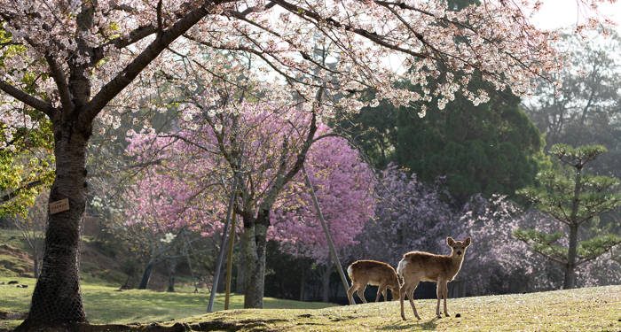 Nara er kjent for å leve symbiotisk med hjort og byen er ekstremt vakker
