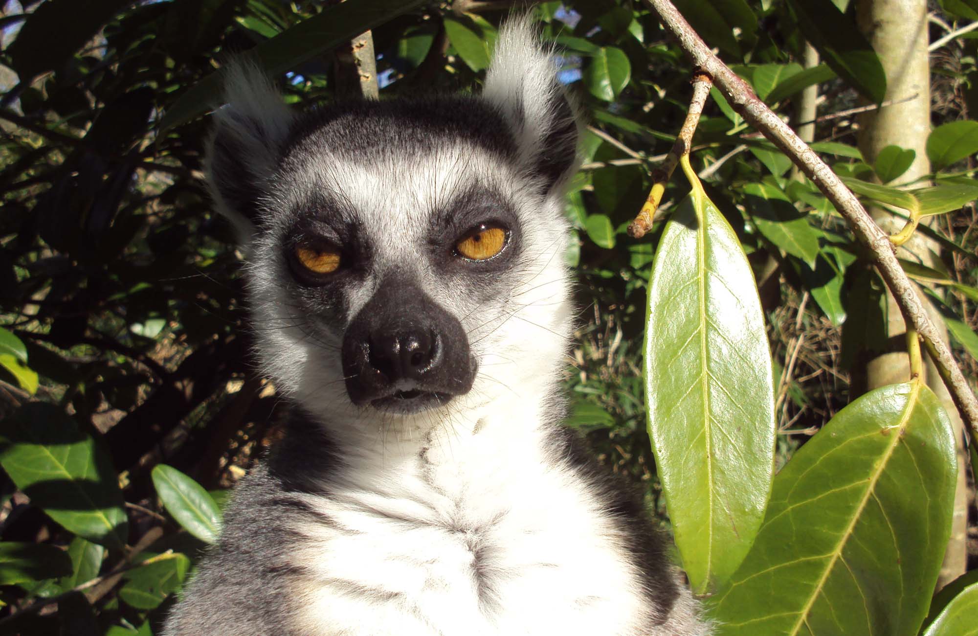 Safari på Madagaskar