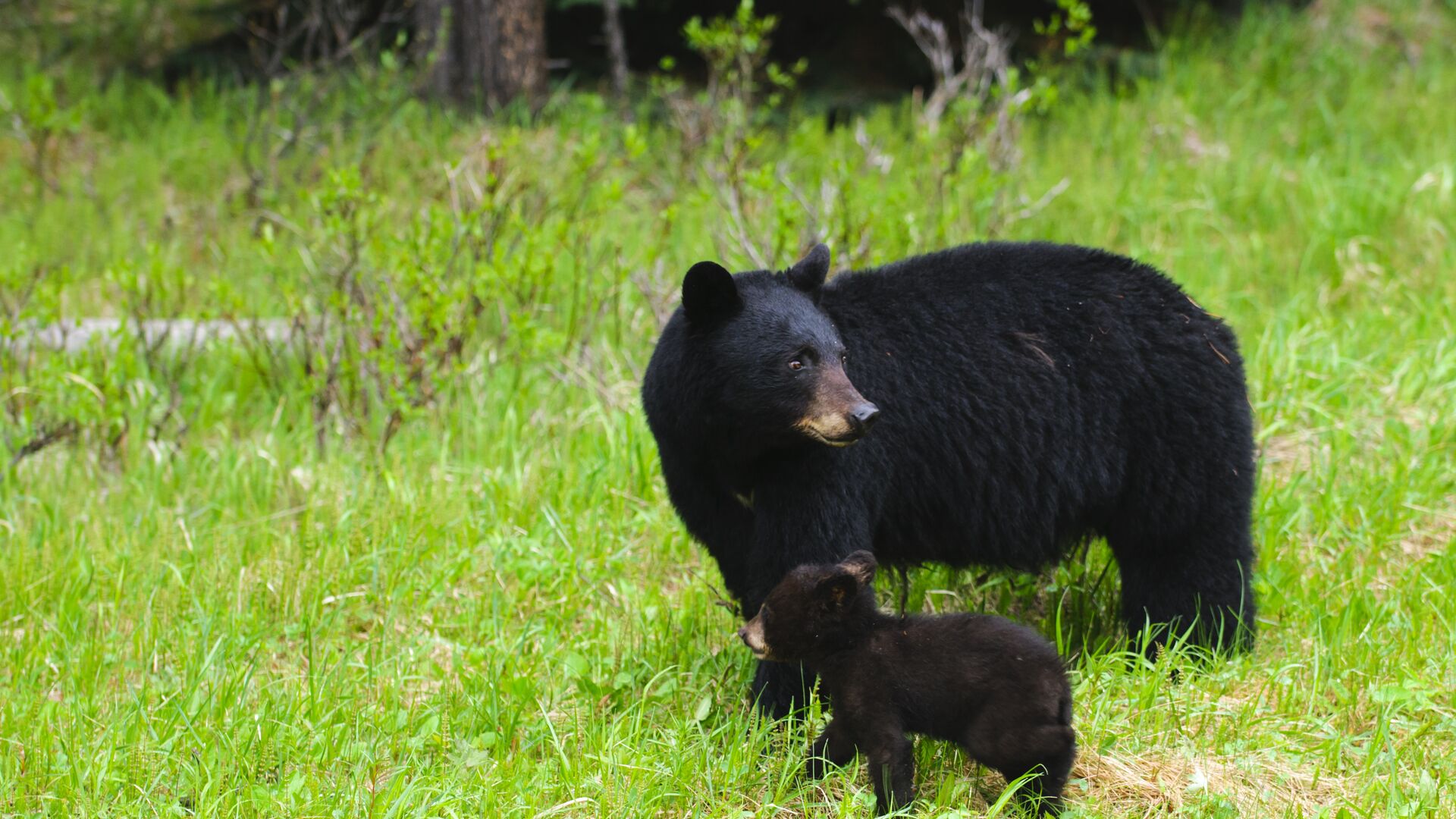 Large Images Shutterstock 80871268