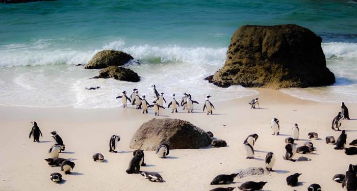 Vilt dyreliv i Cape Aghuilas, Sør-Afrika