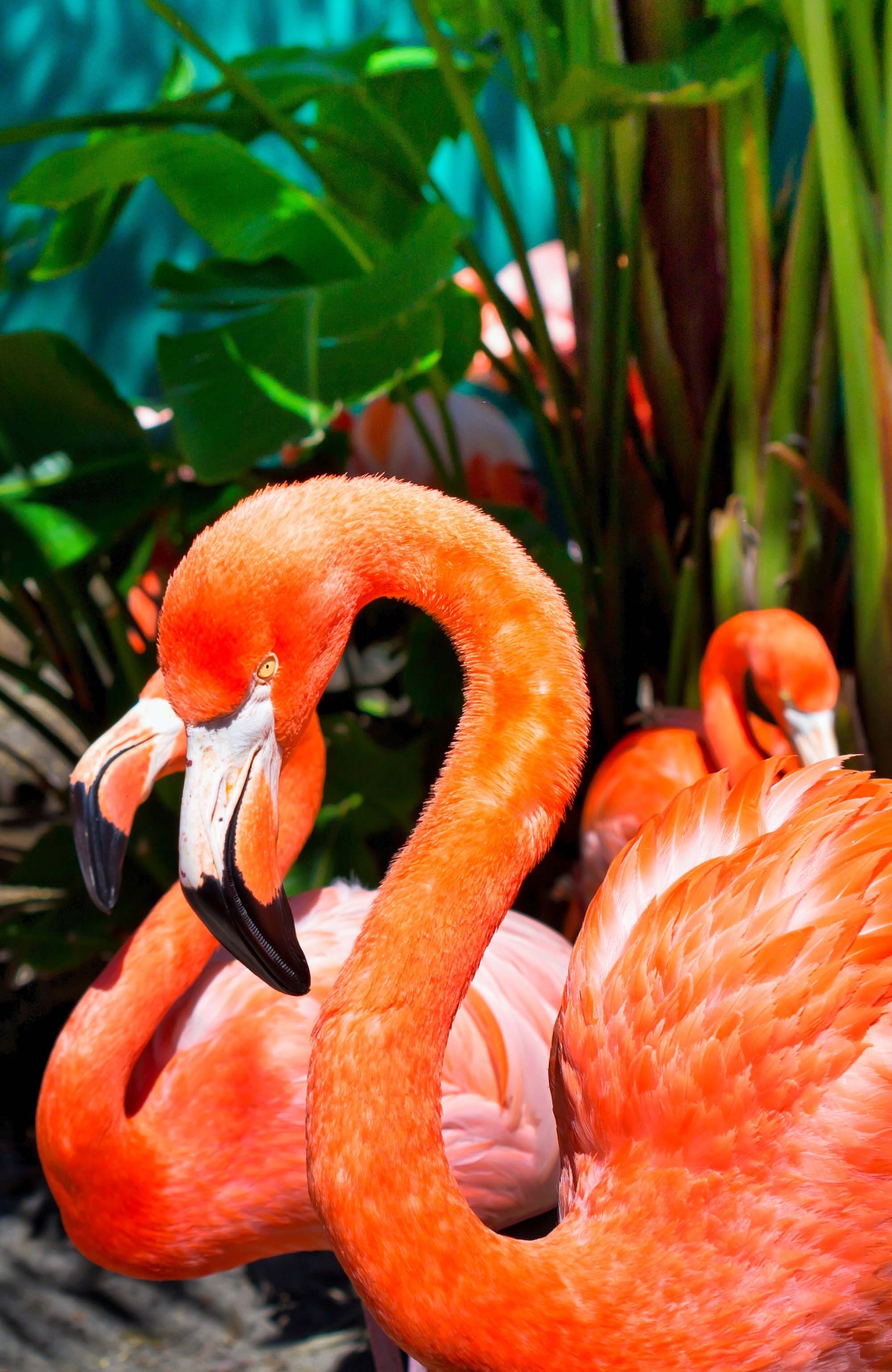 flamingo-orlando-usa-sidebar