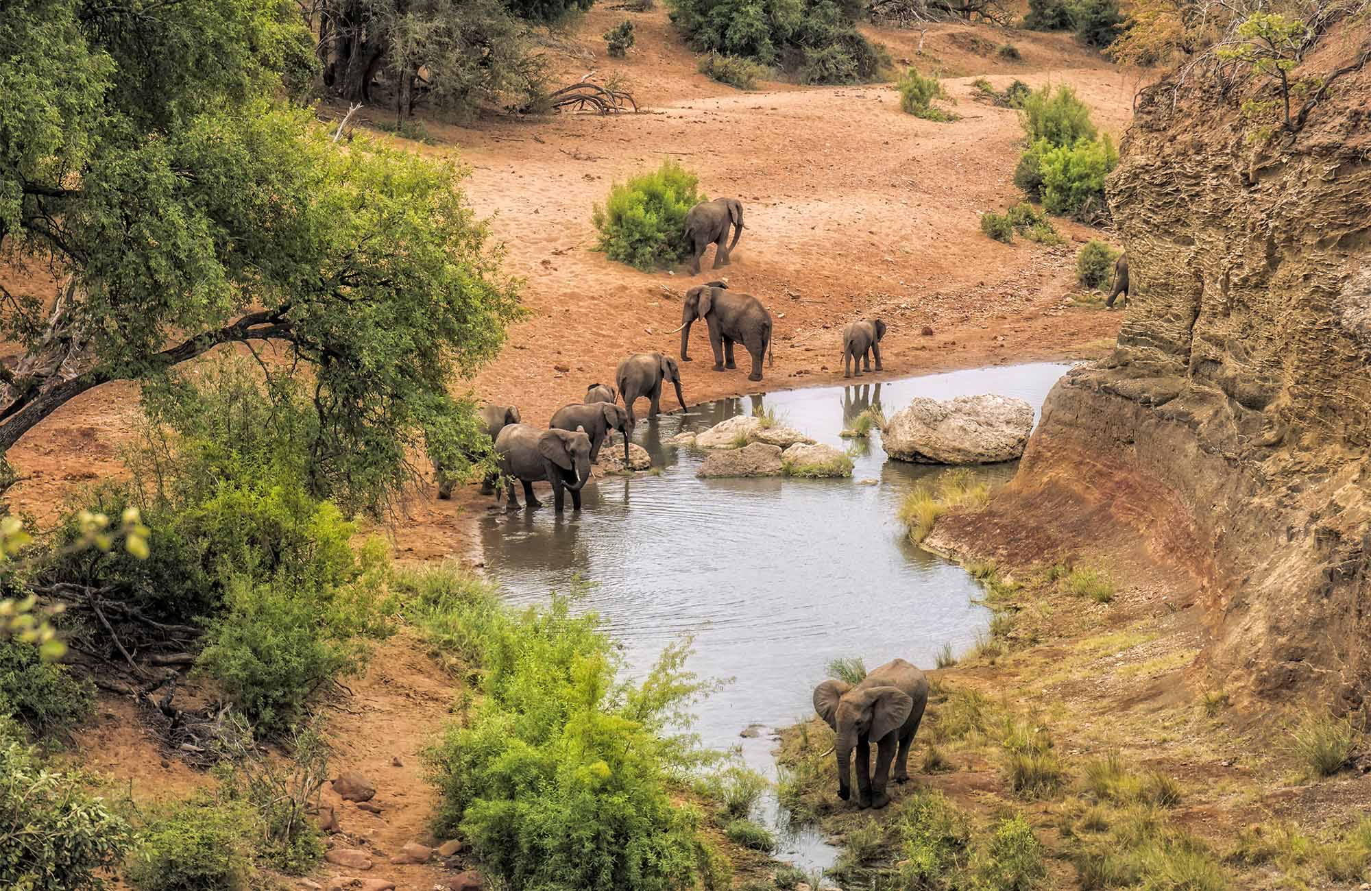 Reiser til Kruger National Park - The Big Five
