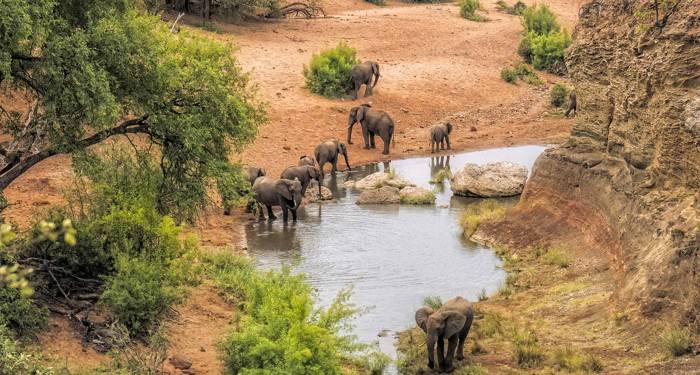 kruger-national-park-south-africa-elephants-drinking-water-viewpoint-cover