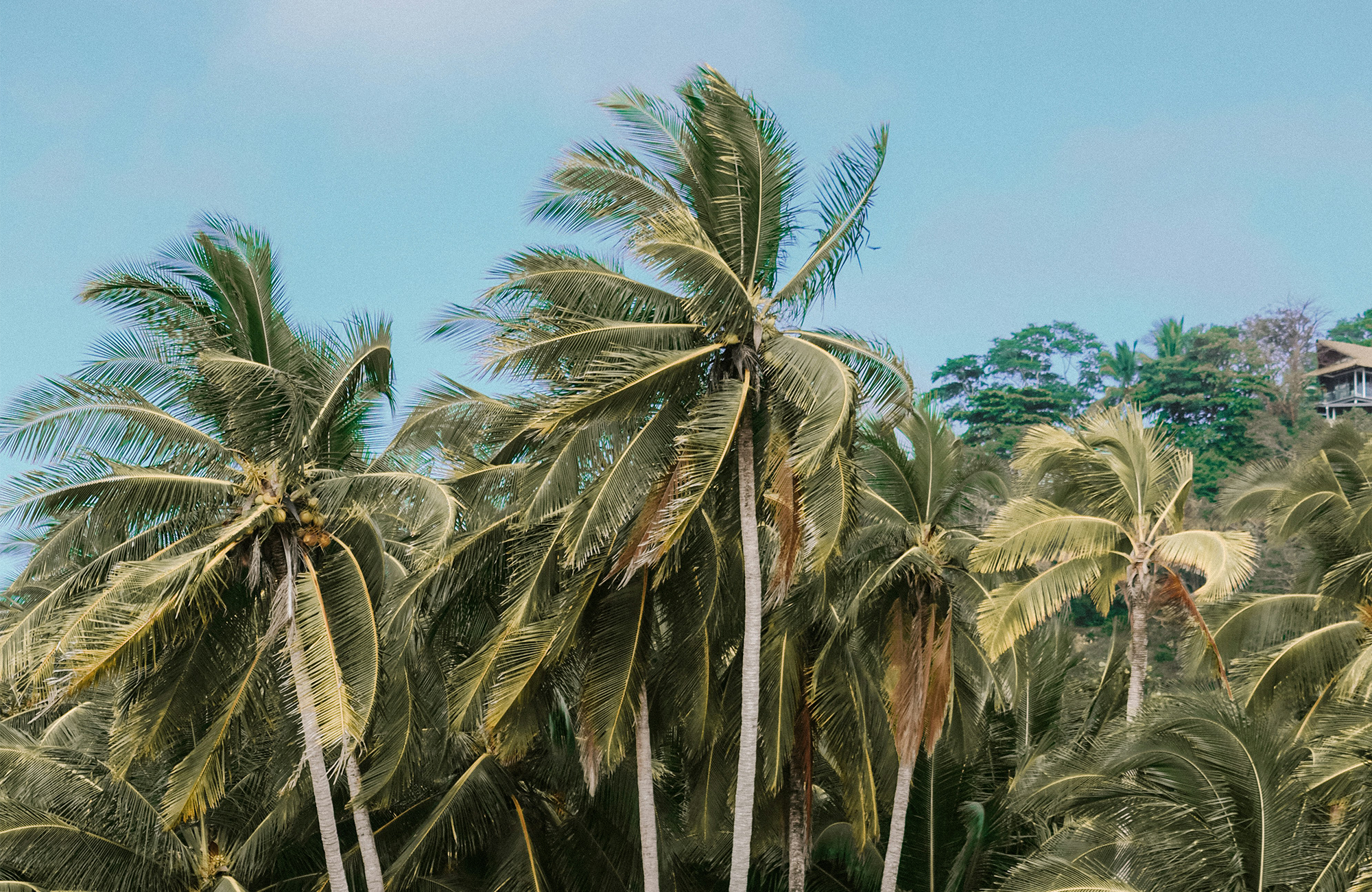 palmer som svaier i vinden i costa rica. Foto.