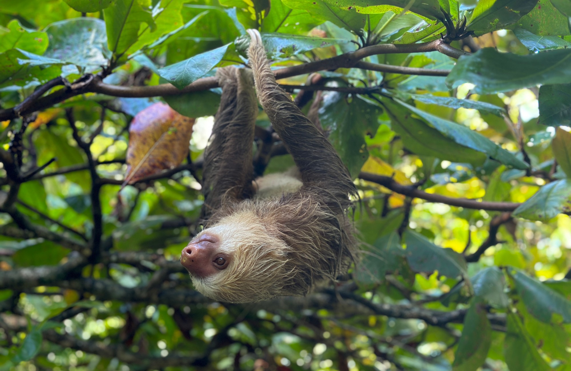 Monteverde Sloth