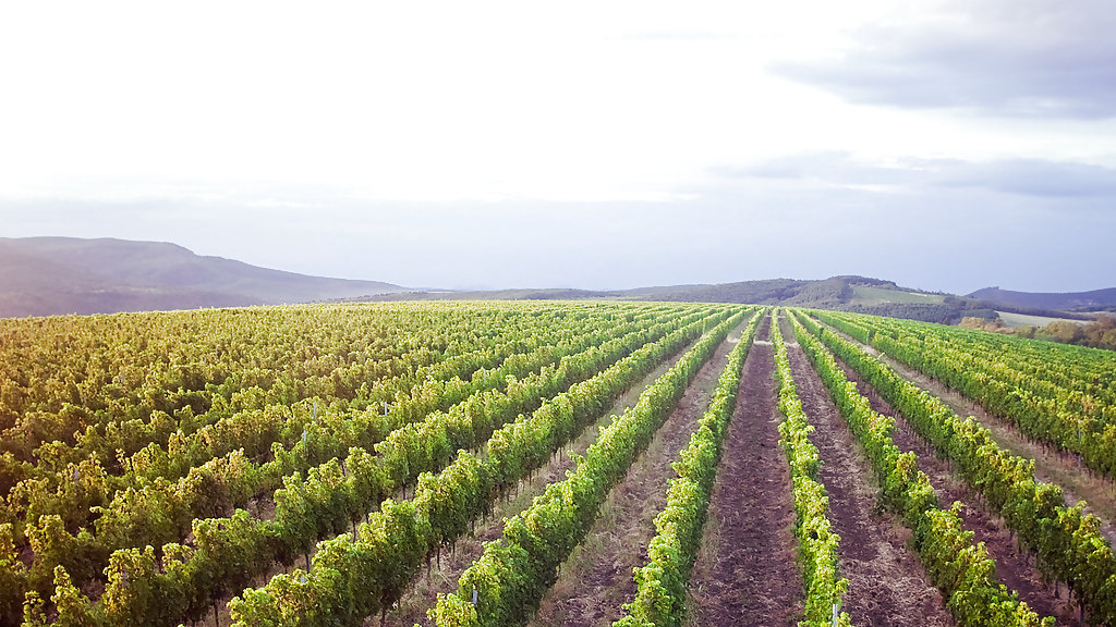 268-excalibur-hungary-budapest-wine-tasting-eger