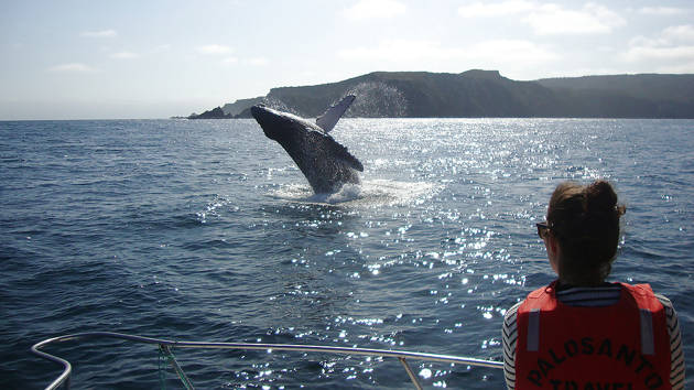 pacific-whale-foundation-1