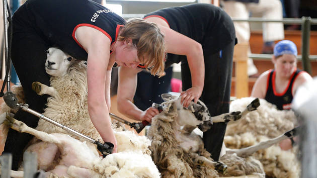working-holiday-farm-work-sheep
