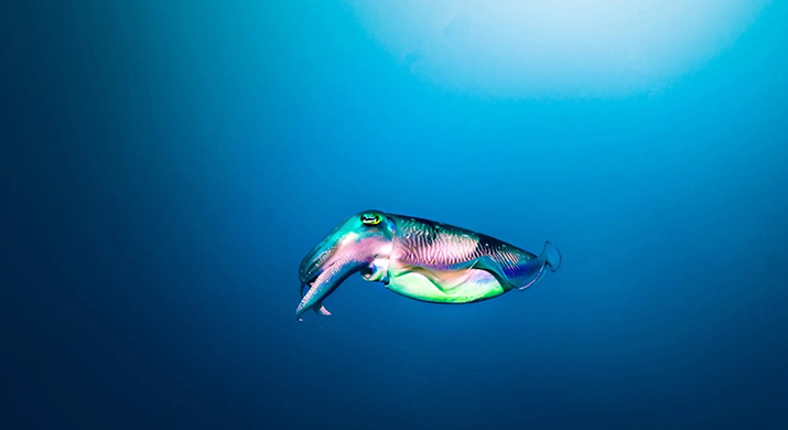 Gili_Trawangan_Marine_016