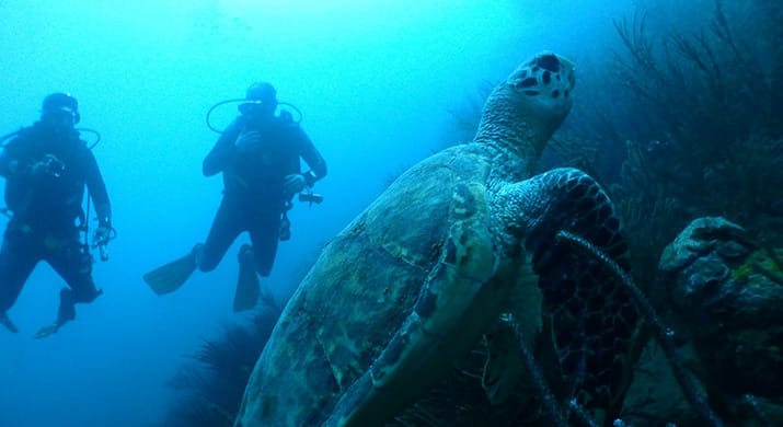 1_bv-product-web-gallery-colombia_0002s_0000s_0028_Diving-017