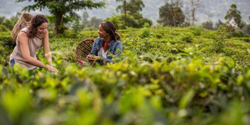 493da65511afc7e0a5caa946fb0f05f0