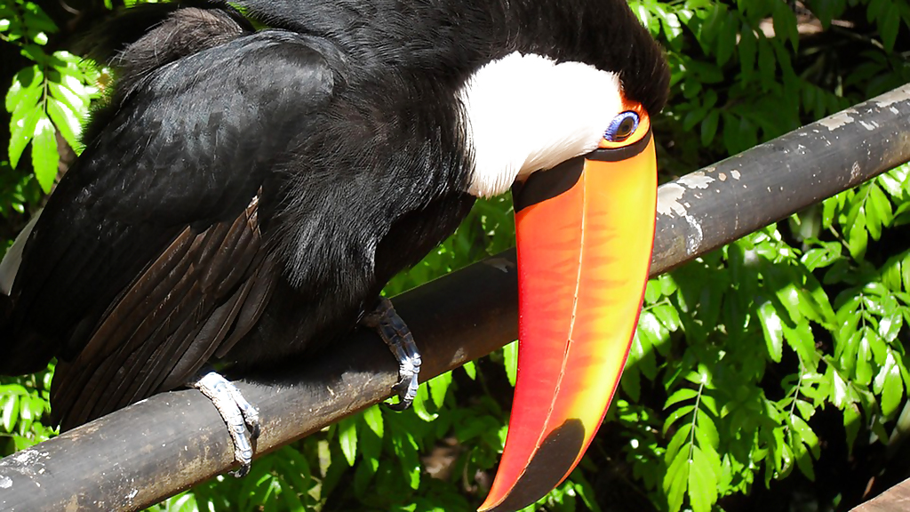 tucano-521493_960_720_1280x720