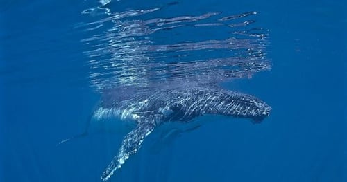 29836-2b437a7a-fb41-4585-b6f7-9efba65ccb2a-thumbnail