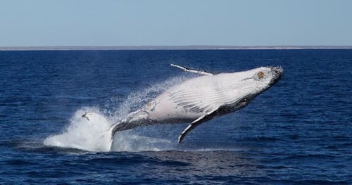 29837-af5c19f9-8f85-45b3-89a7-4033751228e5-thumbnail